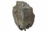 Fossil Hadrosaur Caudal Vertebra w/ Metal Stand - Texas #243664-2